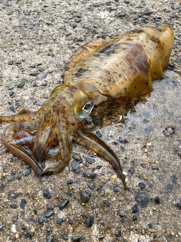 アオリイカの釣果