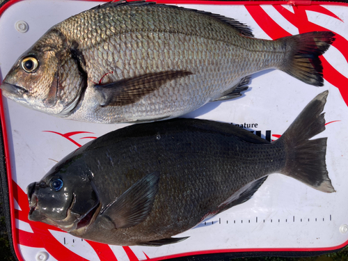 クチブトグレの釣果