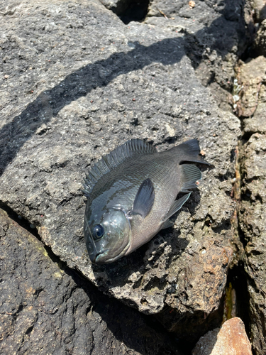 グレの釣果