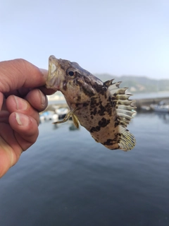 タケノコメバルの釣果