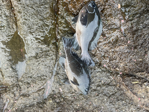 グレの釣果