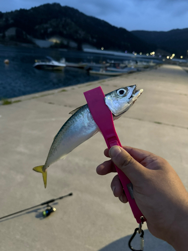 サバの釣果