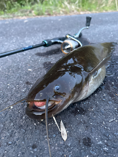 ナマズの釣果