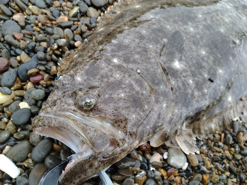 ヒラメの釣果