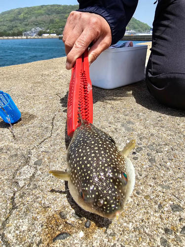 クサフグの釣果