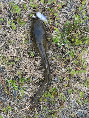 ナマズの釣果