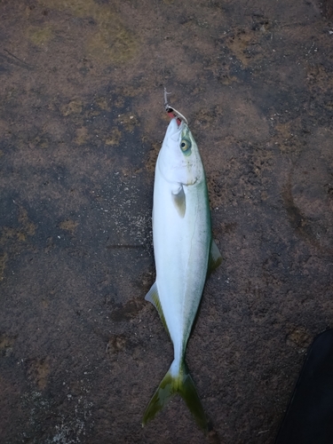 ワカシの釣果