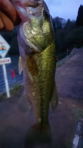 ラージマウスバスの釣果