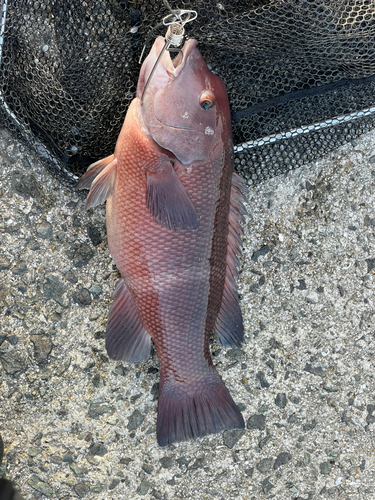 コブダイの釣果