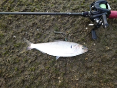 コノシロの釣果