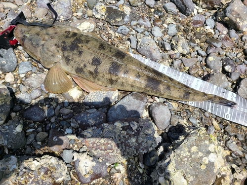 マゴチの釣果