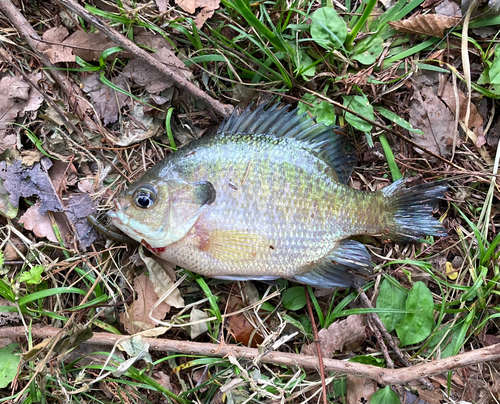 ブルーギルの釣果