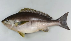 イサキの釣果