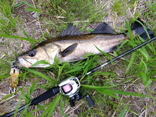 キビレの釣果