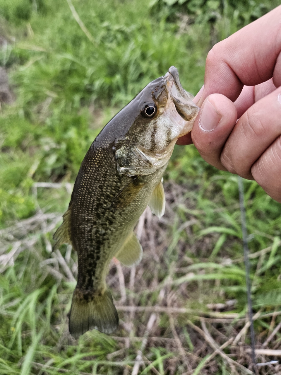 スモールマウスバス