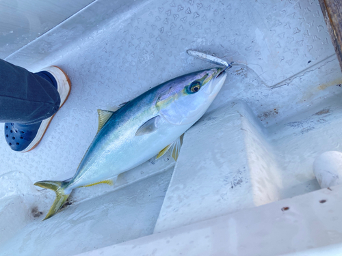 ハマチの釣果