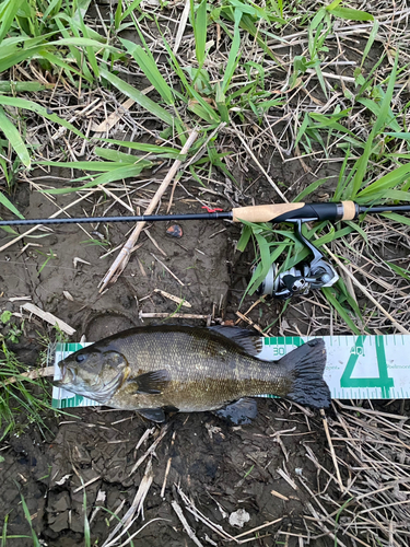 スモールマウスバスの釣果