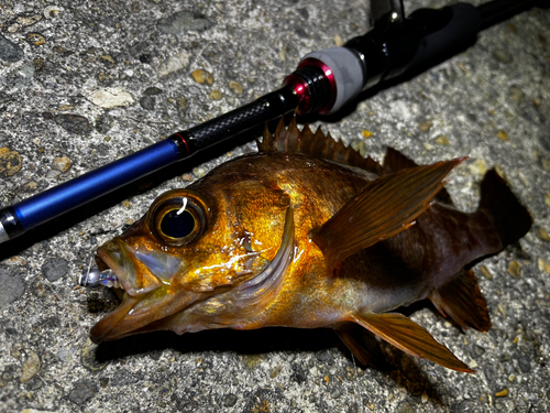 シロメバルの釣果