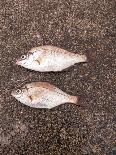 ウミタナゴの釣果