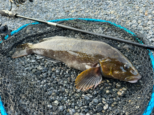 アイナメの釣果