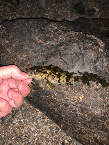 タケノコメバルの釣果