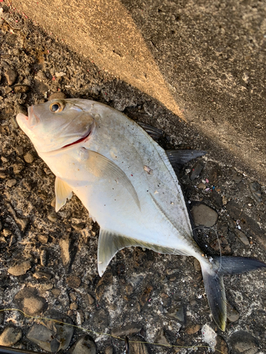 メッキの釣果