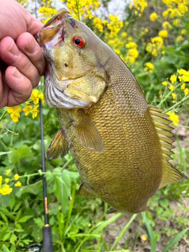 スモールマウスバスの釣果