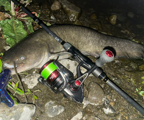 ナマズの釣果