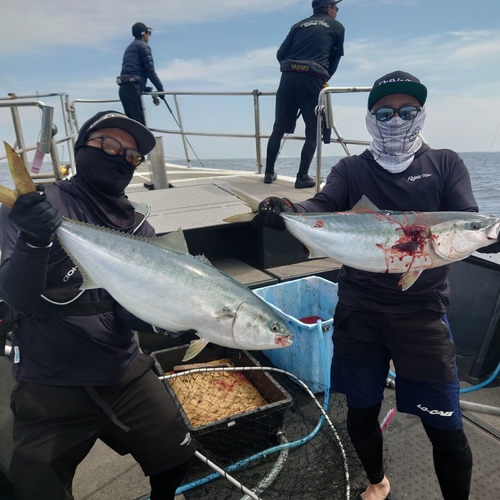 ブリの釣果