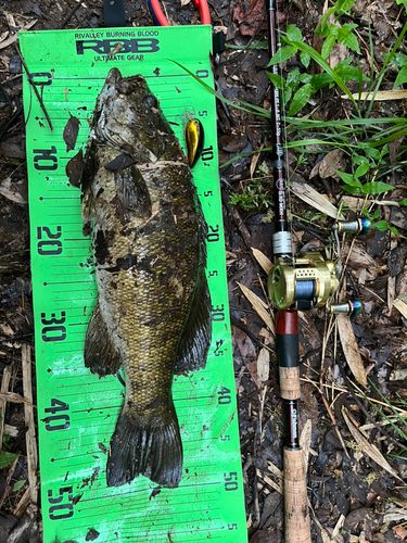 スモールマウスバスの釣果