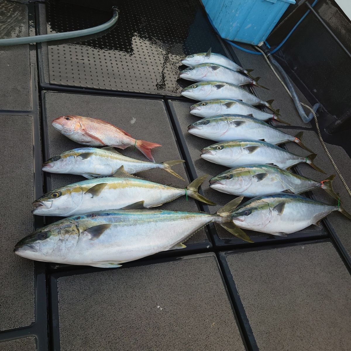 九三丸さんの釣果 3枚目の画像