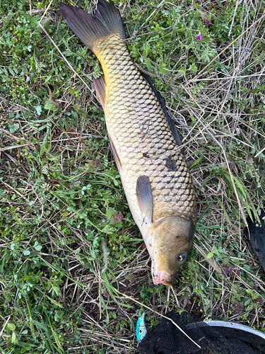 コイの釣果