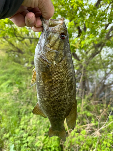 スモールマウスバスの釣果