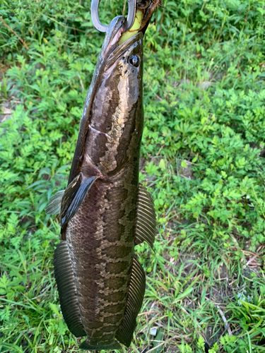 ライギョの釣果