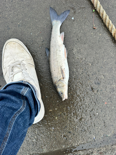 ウグイの釣果