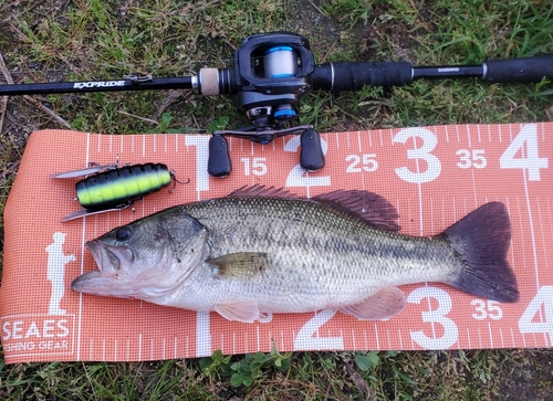 ブラックバスの釣果