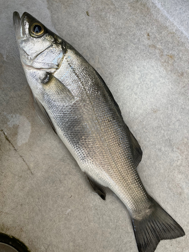 セイゴ（ヒラスズキ）の釣果