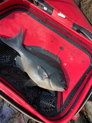 オナガグレの釣果