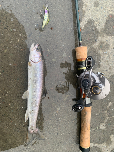 アメマスの釣果