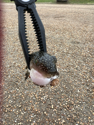 フグの釣果