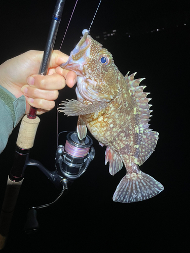 カサゴの釣果