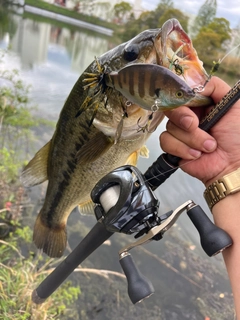 ブラックバスの釣果