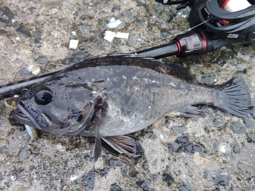 クロソイの釣果