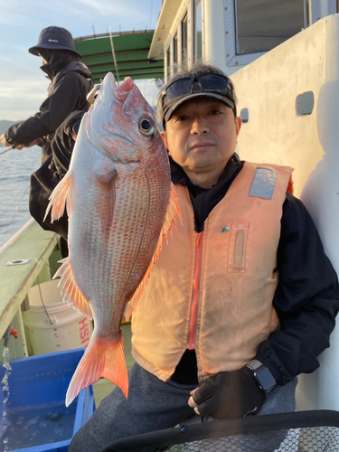 マダイの釣果