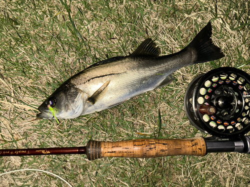 セイゴ（マルスズキ）の釣果