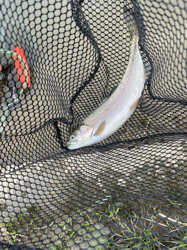 ニジマスの釣果