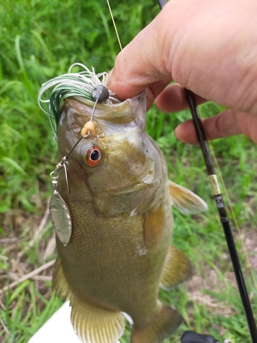 スモールマウスバスの釣果