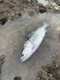 サクラマスの釣果