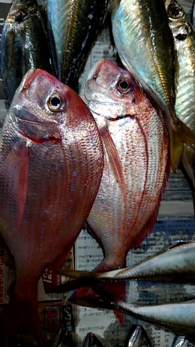 チダイの釣果