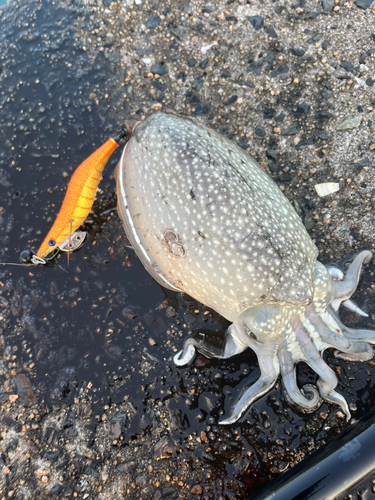 シリヤケイカの釣果